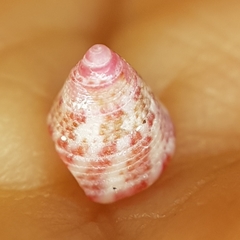 Jujubinus exasperatus