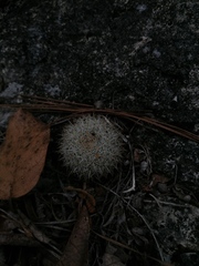 Mammillaria albilanata