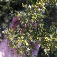 Lachnaea axillaris