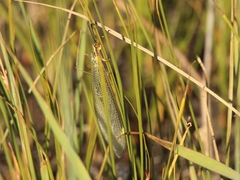 Deutoleon lineatus