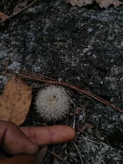 Mammillaria albilanata