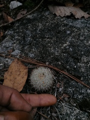 Mammillaria albilanata