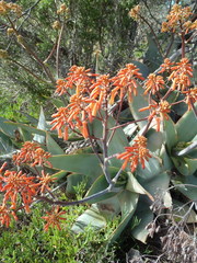 Aloe striata