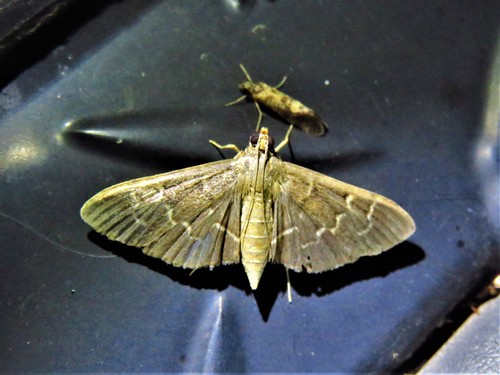 Scraped Pilocrocis Moth photo 6