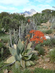 Aloe striata