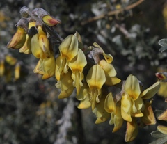 Wiborgia