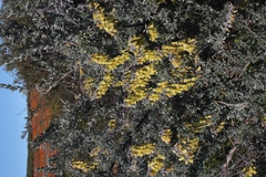 Wiborgia