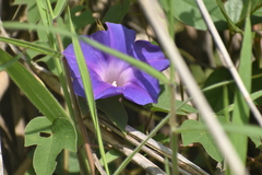 Ipomoea laeta