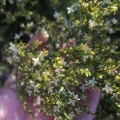 Lachnaea axillaris