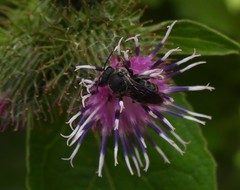Stelis punctulatissima