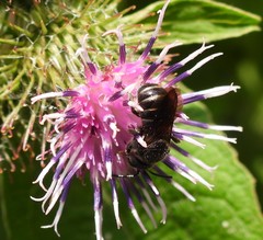Stelis punctulatissima