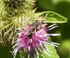 Stelis punctulatissima