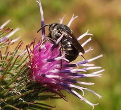 Stelis punctulatissima