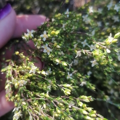 Lachnaea axillaris