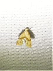 Cochylis caulocatax