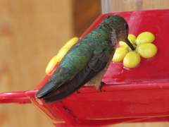 Selasphorus calliope