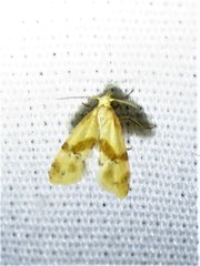 Cochylis caulocatax