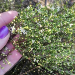 Lachnaea axillaris