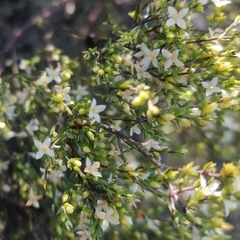 Lachnaea axillaris