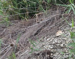 Allium atroviolaceum