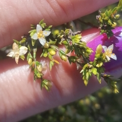 Lachnaea axillaris