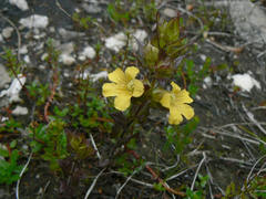 Alectra sessiliflora sessiliflora