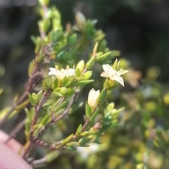 Lachnaea axillaris