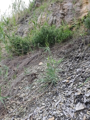 Allium atroviolaceum