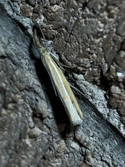 Thaumatopsis atomosella