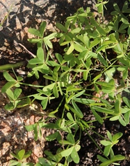 Oxalis pes-caprae pes-caprae