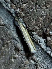 Thaumatopsis atomosella