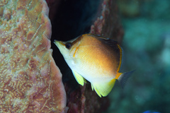 Prognathodes aculeatus