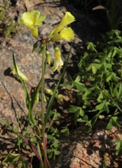 Oxalis pes-caprae pes-caprae