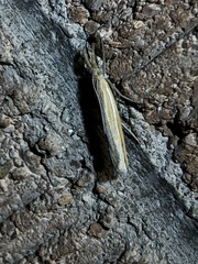 Thaumatopsis atomosella