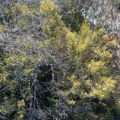 Lachnaea axillaris