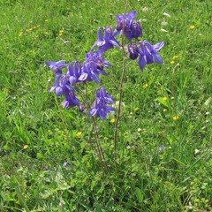 Aquilegia nigricans