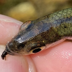 Notropis semperasper