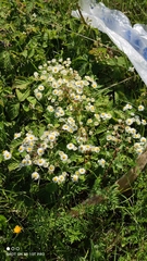 Erigeron annuus
