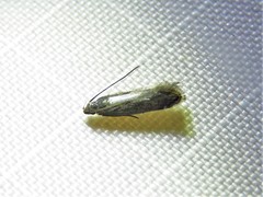 Battaristis concinnusella