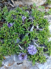 Globularia repens