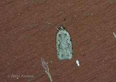 Agonopterix ocellana