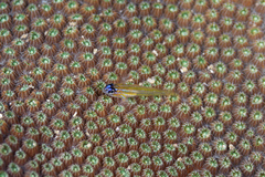 Coryphopterus lipernes