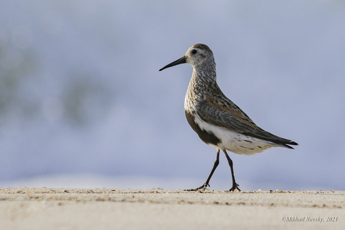 Bécasseau variable