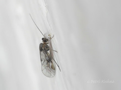 Amphigerontia contaminata