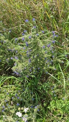 Echium vulgare