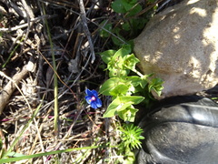 Lysimachia arvensis caerulea