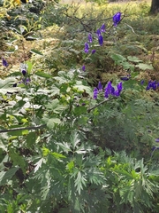 Aconitum firmum