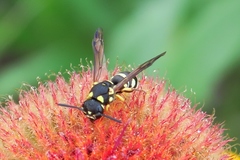 Stenodynerus anormis