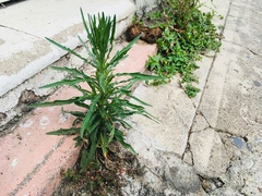 Erigeron bonariensis