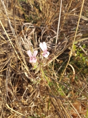 Pelargonium dolomiticum